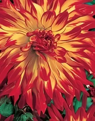 Vuurvogel -  kaktusz dália gumó 1db