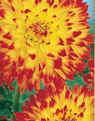 Procyon -  dekoratív dália gumó 1db