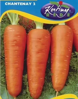 Chantenay- sárgarépa vetőmag