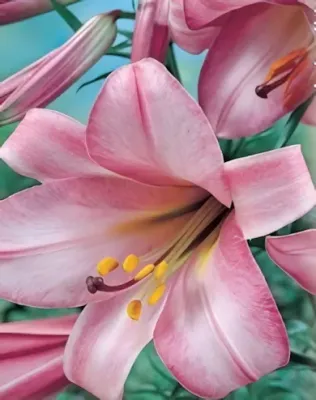 Pink Perfection liliom hagyma 1db