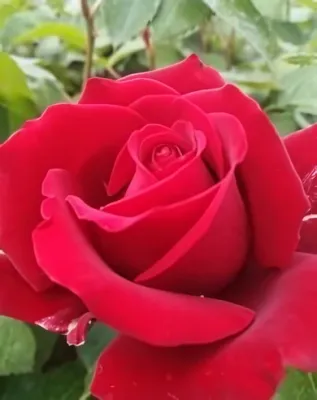Dame de Coeur teahibrid rózsa konténerben (cserépben) - sötét piros