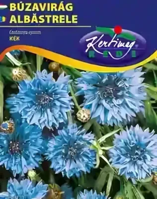 Búzavirág kék - virágmag