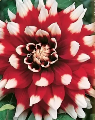 Duet dekoratív dália gumó 1db