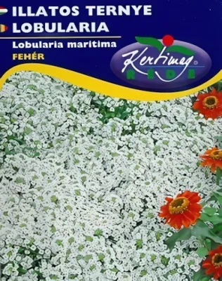 Illatos ternye -  virágmag