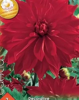 Babylon Red óriás virágú dekoratív dália gumó 1db