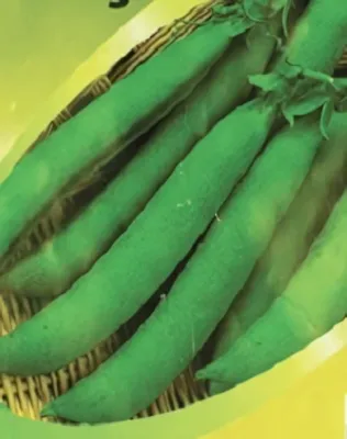 Kelvedon csodája - velőborsó vetőmag