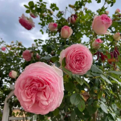 Rosa 'GPT Pierre de Ronsard' - futórózsa rózsaszín