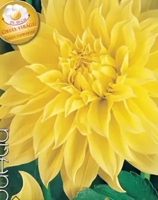 Kelvin Floodlight óriás virágú dekoratív dália gumó 1db