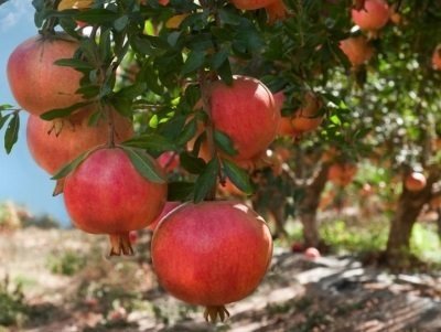 Gránátalma fajták