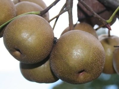 Nashi, japánkörtefa fajták