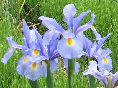 Nőszirom (írisz) fajták