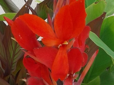 Rózsanád (kánna) fajták