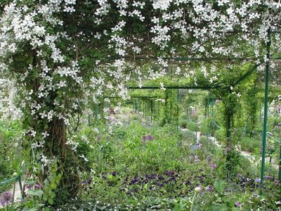 Futó-, kúszónövény fajták