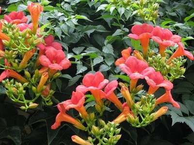 Trombitafolyondár fajták