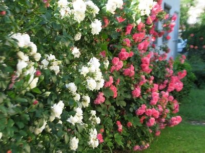 Futó, kúszó rózsa fajták