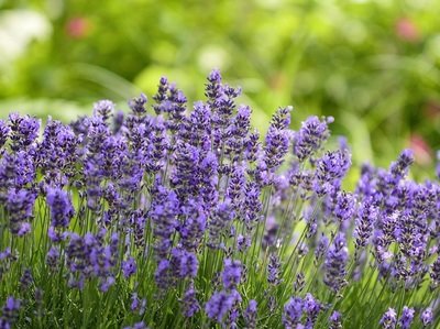 Levendula fajták