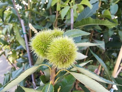 Szelídgesztenye fajták