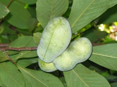 Indián banán fajták