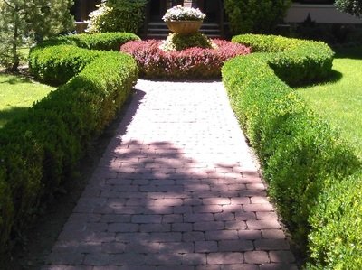 Sövény növény fajták