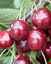 Disznódi fűszeres cseresznyefa konténerben (cserépben)