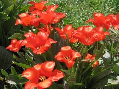 Tulipán fajták