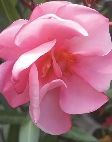 Lazac színű, telt virágú leander