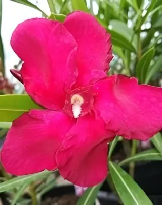 Óriás, piros színű, szimpla virágú leander