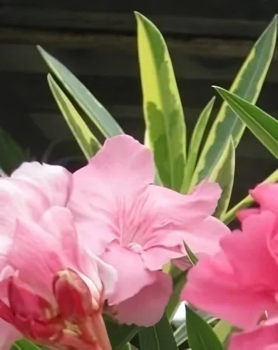 Variegata rózsaszín színű, tarka levelű, telt virágú leander