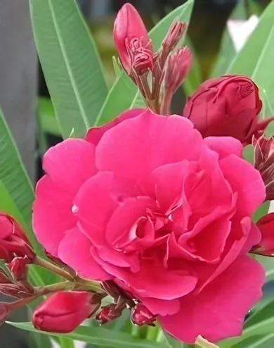 Sötét bordó színű, telt virágú leander