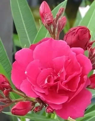 Sötét bordó színű, telt virágú leander