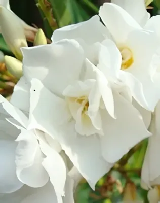 Sárga bimbójú, fehér színű, telt virágú leander