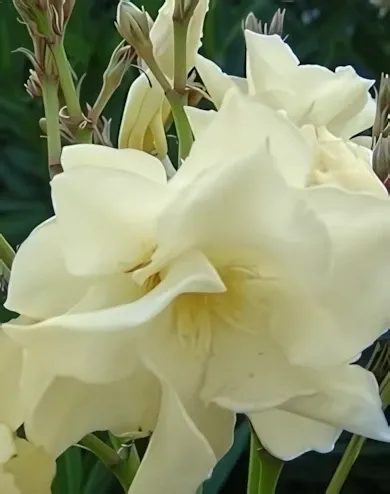 Luteum Plenum sárga színű, telt virágú leander