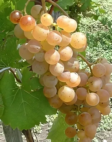 Zalagyöngye "R" szőlőoltvány konténerben (cserépben)