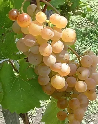 Zalagyöngye Zalagyöngye "R" szőlőoltvány konténerben (cserépben)