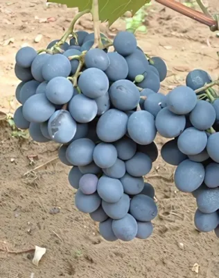 Moldova szőlőoltvány "R" konténeres (cserépben)