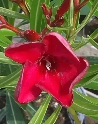 Jannoch, tűzpiros színű, szimpla virágú leander