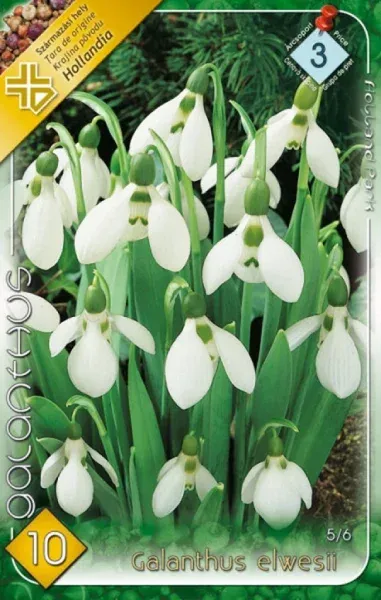 Pompás hóvirág hagyma 10 db - Galanthus elwesii