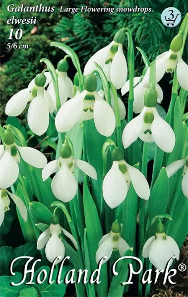 Pompás hóvirág hagyma 10 db - Galanthus elwesii