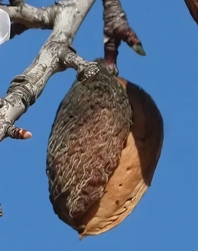 Budatétényi 1 mandulafa