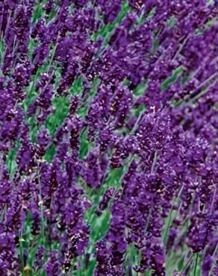 Hidcote Blue levendula konténerben (cserépben)- sötét liláskék