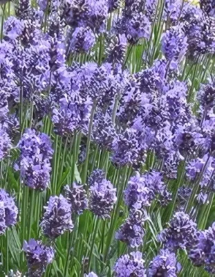 Dwarf Blue levendula konténerben (cserépben)- halvány liláskék