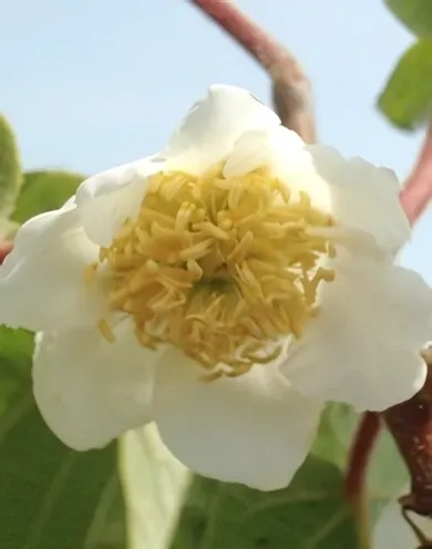 Tomuri (porzó) kiwi bokor konténerben (cserépben)