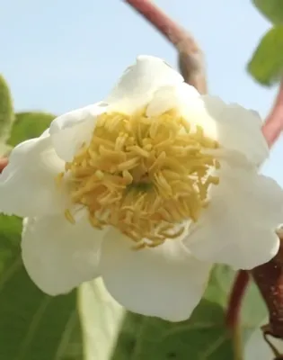 Tomuri (porzó) kiwi bokor konténerben (cserépben)