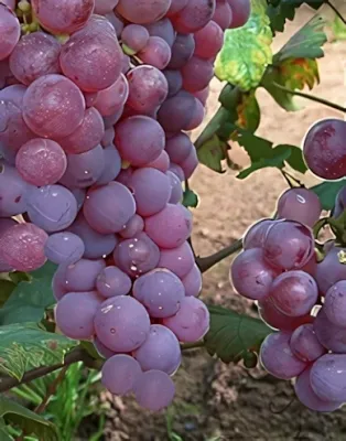 Piros saszla (Chasselas rouge) szőlőoltvány konténerben (cserépben)