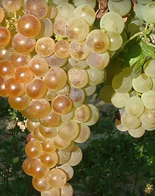 Fehér saszla (Chasselas blanc) szőlőoltvány konténerben (cserépben)