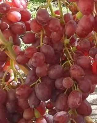 Crimson seedless szőlőoltvány (magnélküli)