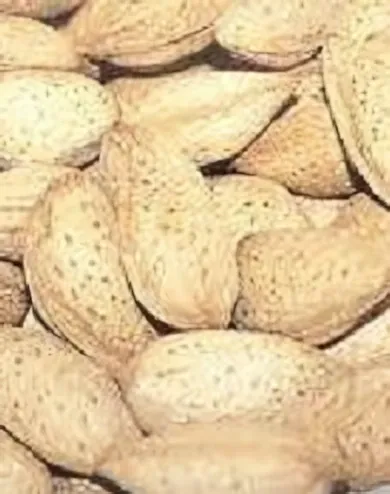 Tétényi bőtermő mandulafa konténerben (cserépben)