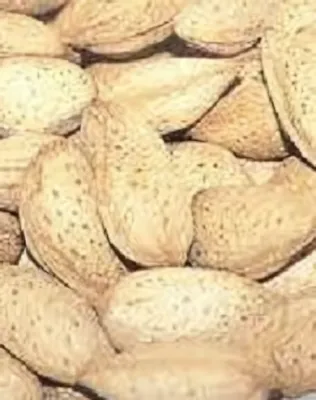 Tétényi bőtermő mandulafa konténerben (cserépben)