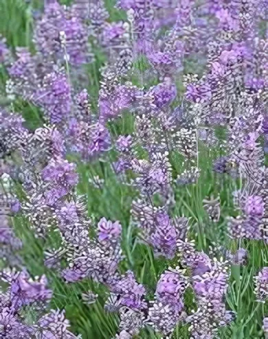 Blue Cushion levendula konténerben (cserépben)- liláskék