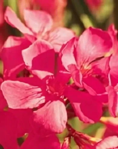 Papa Gambetta - Sötét lazac színű, szimpla virágú leander